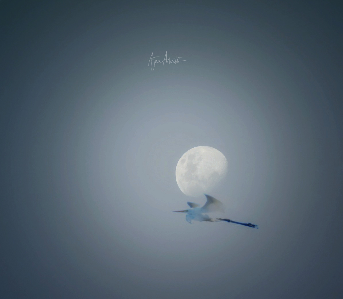 La garza y la luna